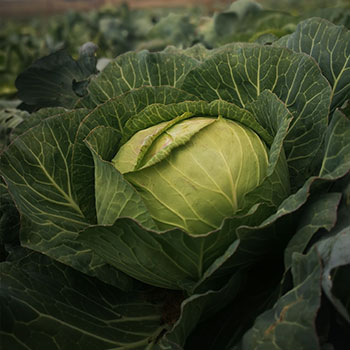 Cabbage