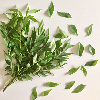 Curry Leaves