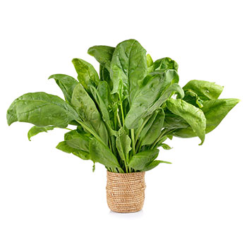 Spinach